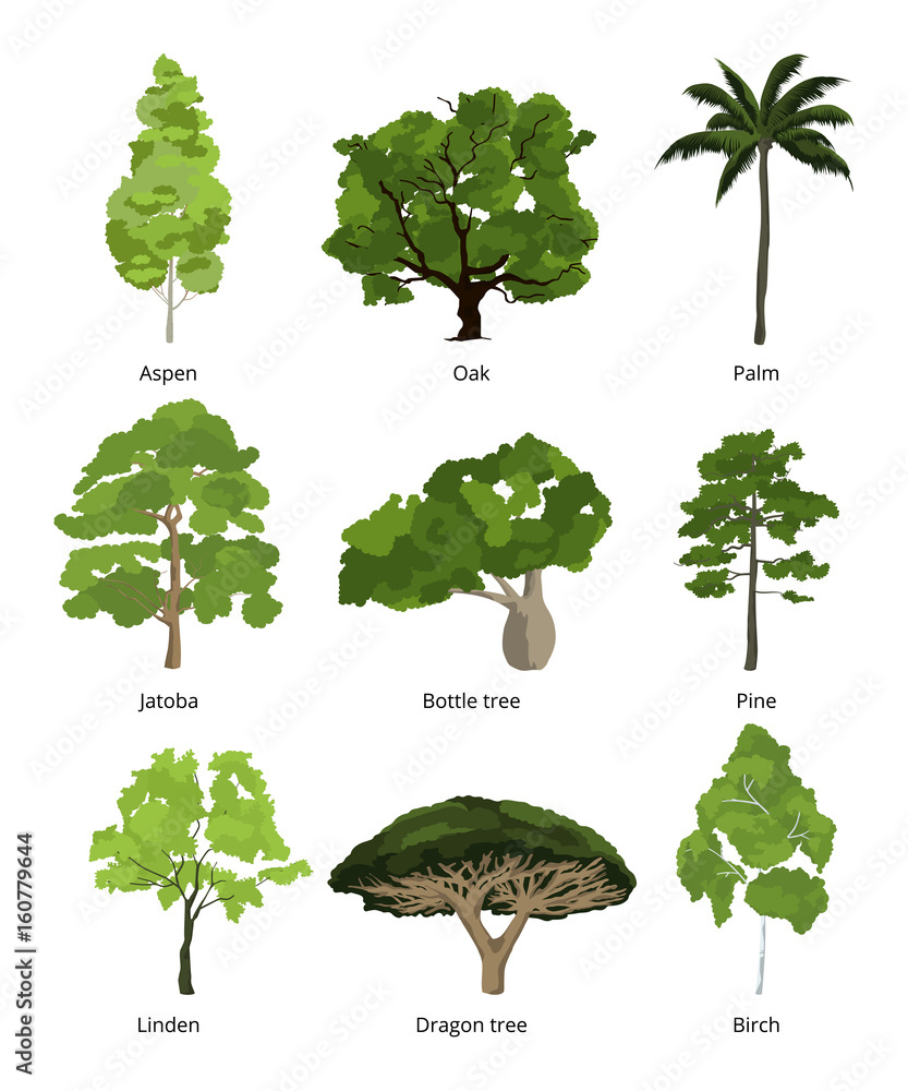 Poster different trees vector collection and exotic palms isolated on white