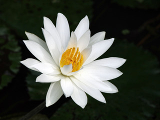 Top view of a nice white water lily with a yellow center on a dark background