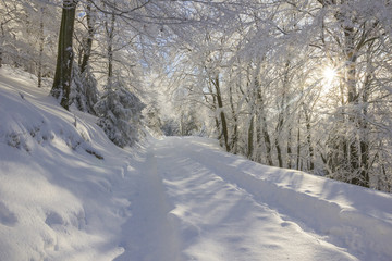 Wanderweg im Winterwald