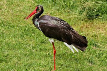 Schwarzstorch, Nahaufnahme, Black Stork, Ciconia Nigra