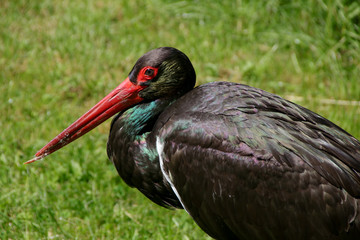 Schwarzstorch, Black Stork, Ciconia Nigra