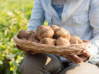 Hands harvesting fresh organic potato.