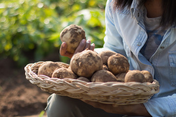 Hands harvesting fresh organic potatoes
