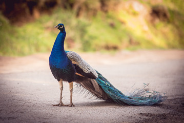 Obraz premium Peacock male outdoors