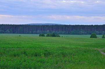 dark forest and green field