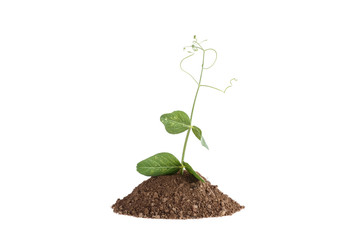 Photo of a pea plant growing on a hill of clay isolated on a white background