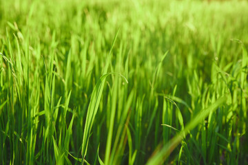 Fototapeta na wymiar Grass, green grass, sun rays fall on the grass