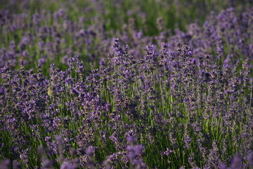 fioritura della lavanda