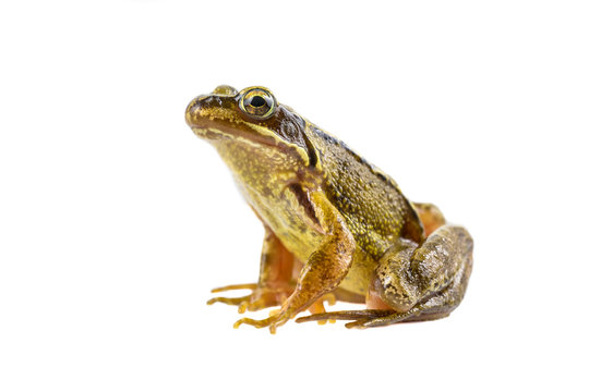 Common brown frog sitting upright preparing to leap