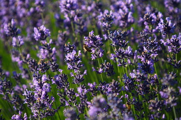 Obraz premium Fioritura della lavanda