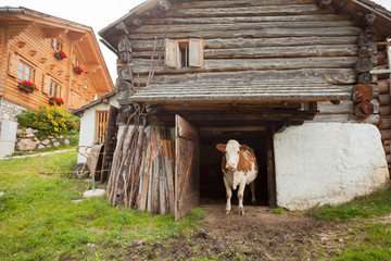 A cow is standing out its cowshed in a mountain pasture in Val di Funes - Dolomites