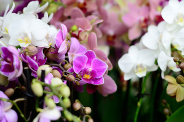 Orchid flowers