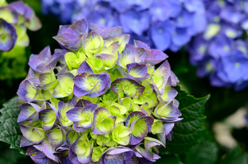 Flowers of hydrangea