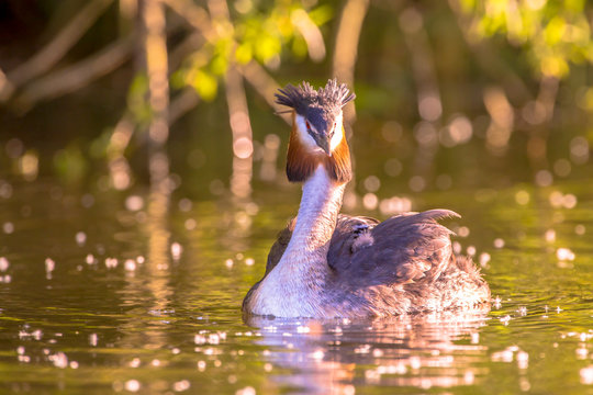 Great Crested Grebe  with chicks