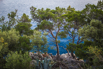 Park suma sveti Petar in Makarska Rivera in Croatia