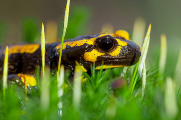 Head of Fire salamander in bright green moss