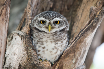 Spotted Owlet in nest