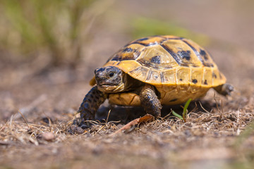 Juvenile Spur-thighed tortoise