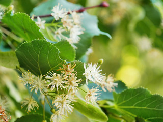 Linden tree flowers (Tilia)