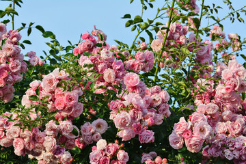 Fototapeta premium Różowe kwiaty wspinaczki krzewów różanych