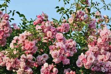 Poster de jardin Roses Fleurs de rosier grimpant rose