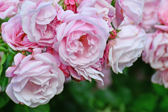 Pink climbing rose bush flowers closeup