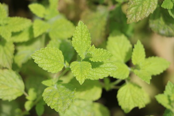 ミント