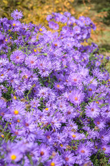 Obraz premium Symphyotrichum novi-belgii