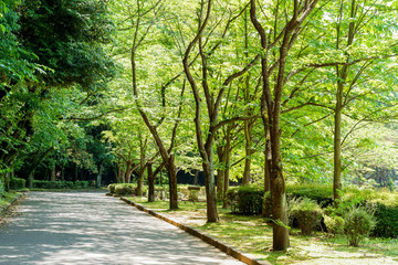 Fototapeta premium 午後の公園