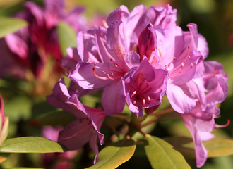 Beautiful flowers of rhododendron on a floral background.