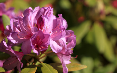 Beautiful flowers of rhododendron on a floral background.