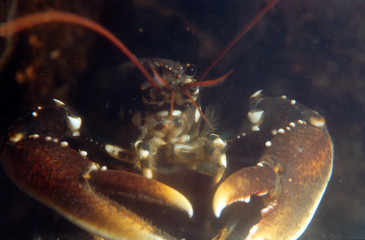 close-up from a lobster under water in his cavity