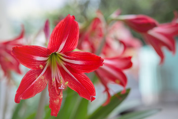 Red White Alstroemeria flower - Lilies of the incas