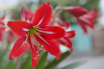 Red White Alstroemeria flower - Lilies of the incas