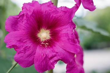 Close up of pink Hollyhock, Alcea rosea blossom wild flower