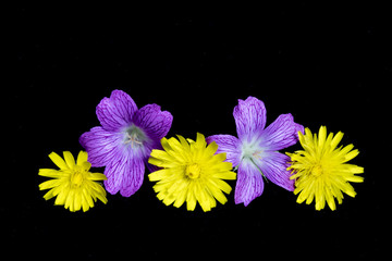 Collection of Purple and Dandelion Flowers on Black Background