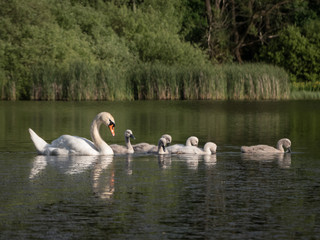 cute swan chicks on a lake