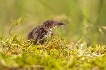 Pygmy shrew looking in natural environment