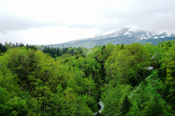 Little creek running through the evergreen Forest with snow cap mountain on the background