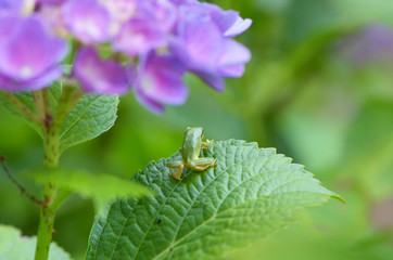 アマガエルと紫陽花