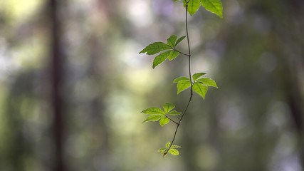 Green Leaves Blurred Background