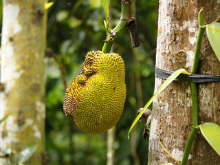 A jackfruit fruit on a tree in a green forest