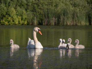 Obraz premium cute swan chicks on a lake