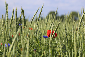 Ähren auf Kornfeld mit Kornblume und Mohnblume