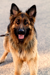 German shepard dog portrait