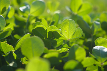 Green background of clover petals. Clover flooded with sun. Close-up