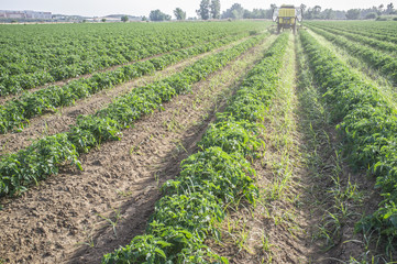 Fototapeta na wymiar Tractor spraying pesticides over young tomato plants