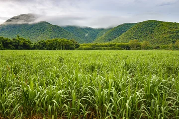 Fotobehang Sugar Cane Farm © patpitchaya