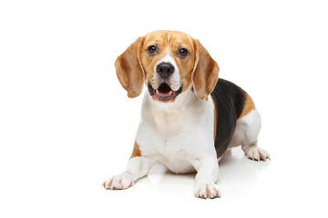 beautiful beagle dog isolated on white - obrazy, fototapety, plakaty