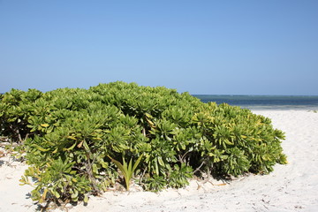 Fototapeta na wymiar Tropical Vegetation / Mchanga Beach, Zanzibar Island, Tanzania, Indian Ocean, Africa 